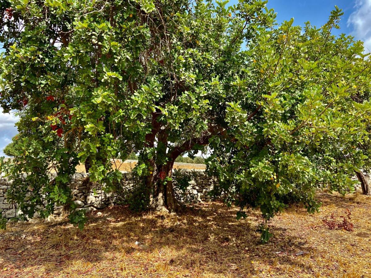 Villa Rifugio Tra Gli Ulivi Marina di Ragusa Exterior foto